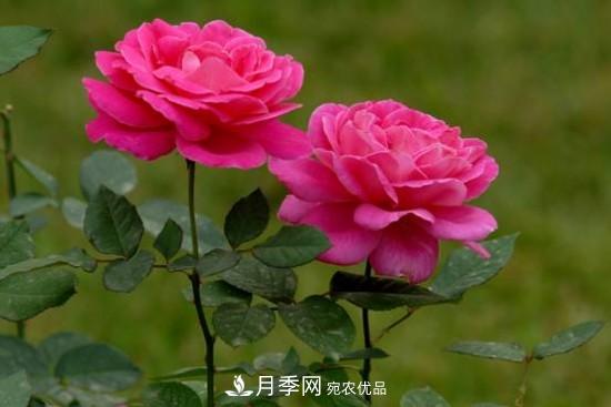 夏季阴雨绵绵，要花命，你的月季还在吗？(图1)