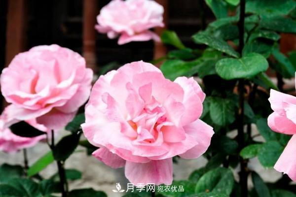 夏季阴雨绵绵，要花命，你的月季还在吗？(图2)
