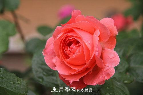 夏季阴雨绵绵，要花命，你的月季还在吗？(图3)