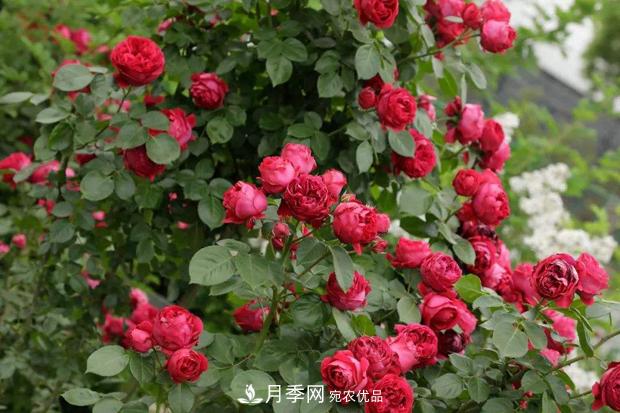 红龙月季一年开几次花？3～12月开到爆(图2)