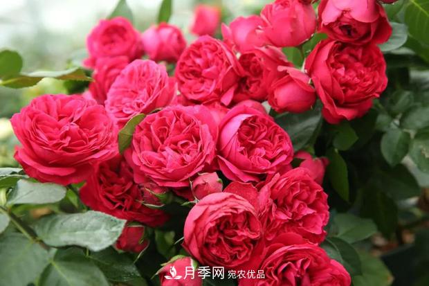 当下***热销的月季，3个买了不后悔的月季品种(图1)