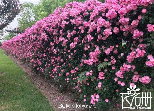 爬藤月季什么品种***美？十大爬藤月季排名(图1)