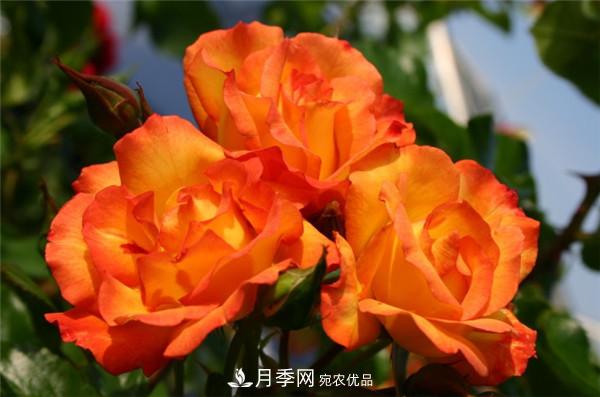 爬藤月季什么品种***美？十大爬藤月季排名(图5)