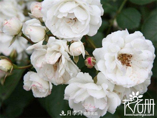 爬藤月季什么品种***美？十大爬藤月季排名(图7)