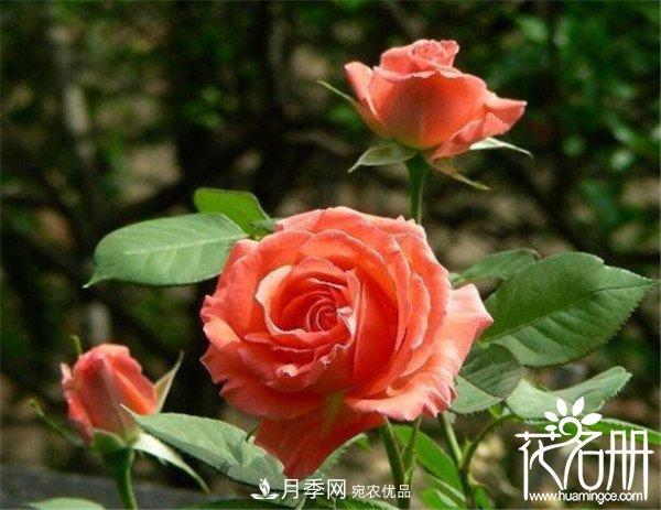 爬藤月季什么品种***美？十大爬藤月季排名(图8)