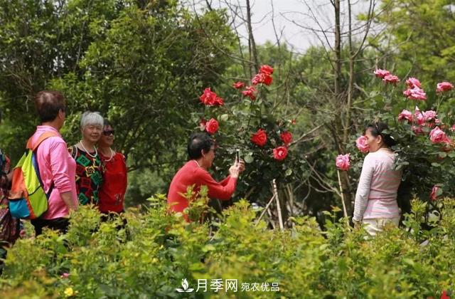 江西南昌：***美南昌四月天 市花月季花满城(图1)