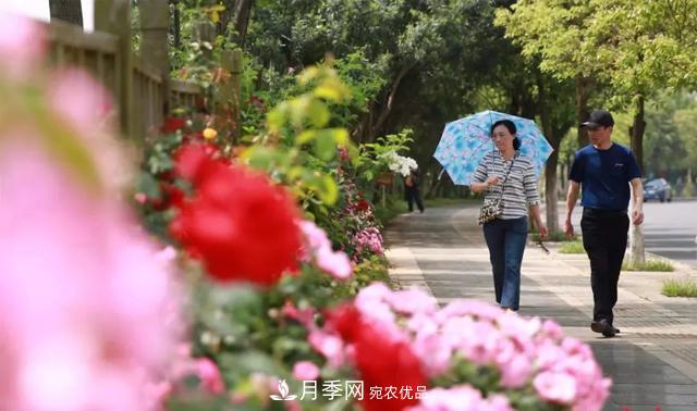 江西南昌：最美南昌四月天 市花月季花满城(图2)