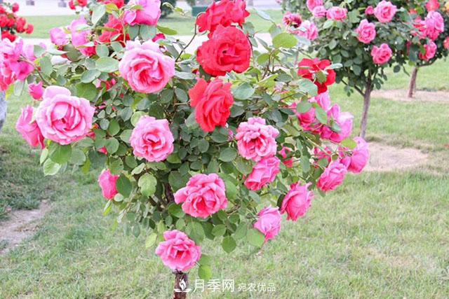 月季树：高贵典雅、花色花型多样，这个树状月季美丽极了(图3)