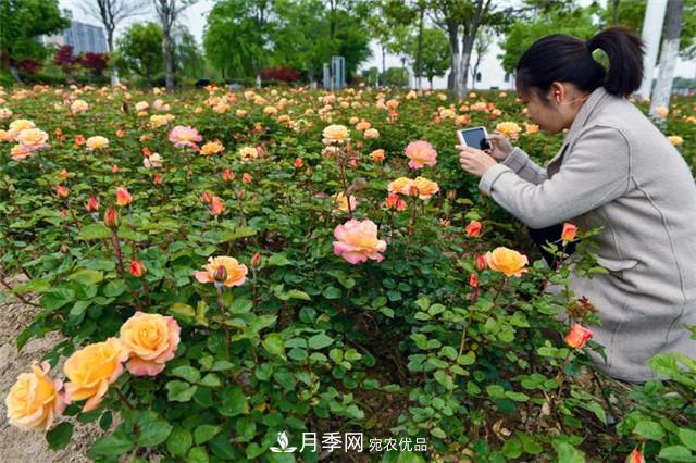 浙江东阳8万株月季花开城市公园添新景(图集)(图1)