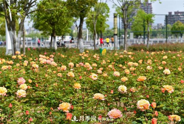 浙江东阳8万株月季花开城市公园添新景(图集)(图4)