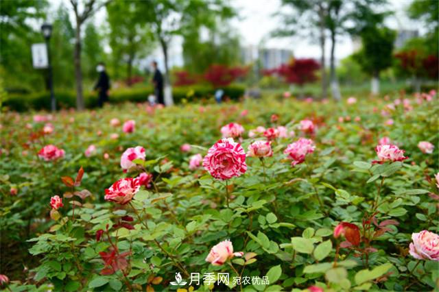 浙江东阳8万株月季花开城市公园添新景(图集)(图5)