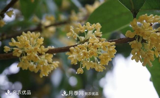 南阳苗木基地盘点桂花树的四大品种，哪种***香***好***名贵？(图1)