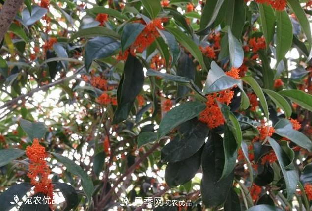 南阳苗木基地盘点桂花树的四大品种，哪种***香***好***名贵？(图3)