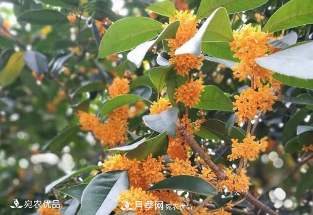 南阳苗木基地盘点桂花树的四大品种，哪种最香**最名贵？(图2)