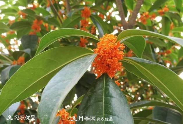 南阳苗木基地盘点桂花树的四大品种，哪种***香***好***名贵？(图4)