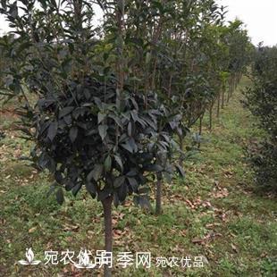 南阳精品桂花球，3-5公分桂花苗桂花树(图4)