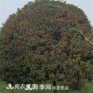 南阳精品桂花球，3-5公分桂花苗桂花树(图3)