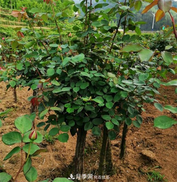 树状月季嫁接详细教程，轻松养出月季树！(图1)