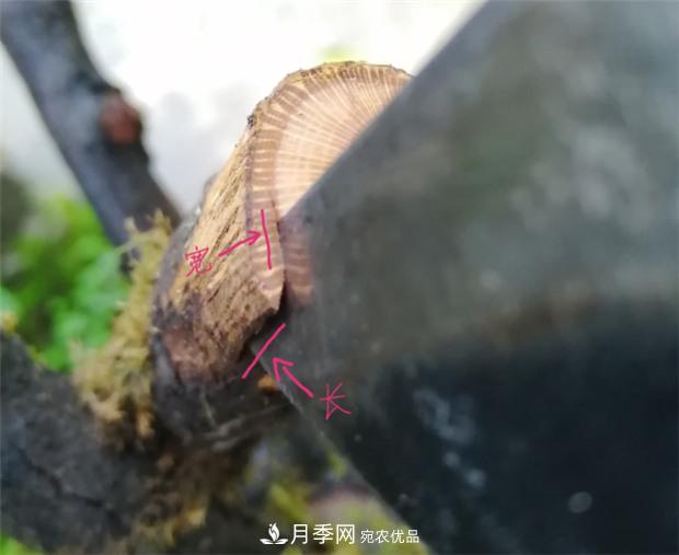 树状月季嫁接详细教程，轻松养出月季树！(图5)