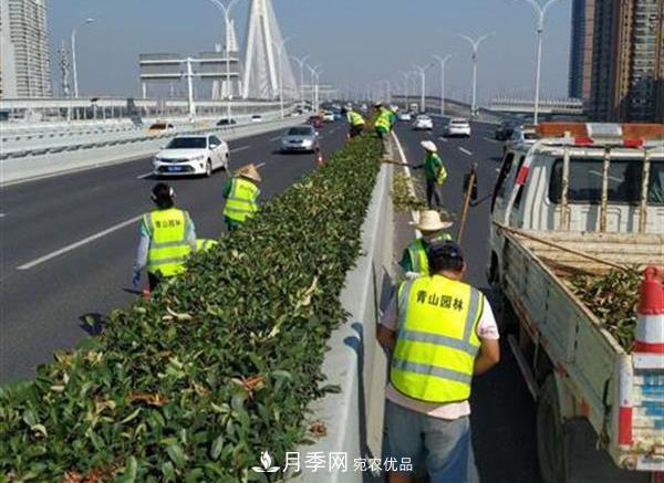 武汉园林工人高温下修枝除草，守护城市月季景观(图2)