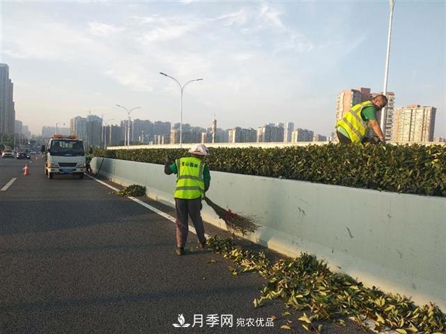 武汉园林工人高温下修枝除草，守护城市月季景观(图3)