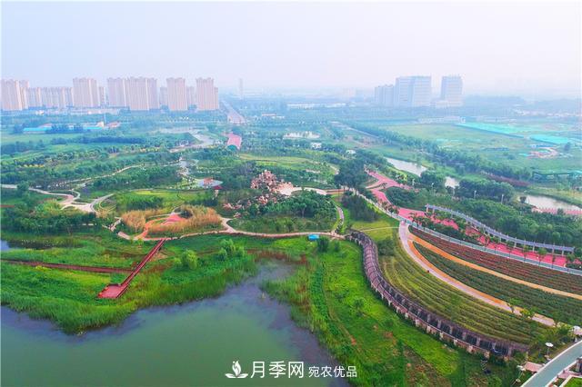 山东济南的后花园，童话般月季花王国，300亩900个品种月季花盛放(图4)