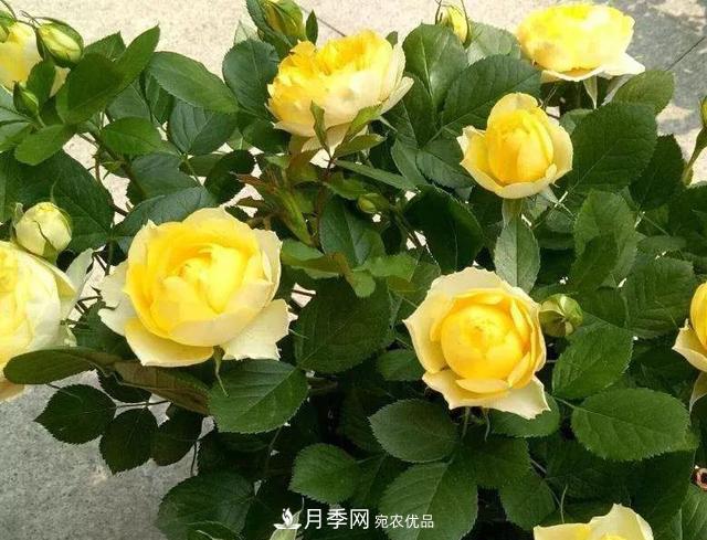 超实用的月季全年养护指南(图4)