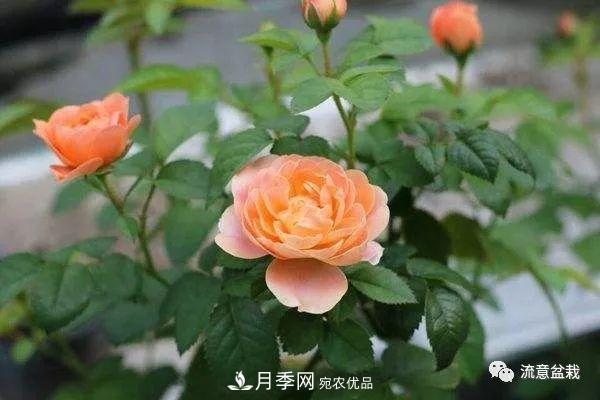 超实用的月季全年养护指南(图1)
