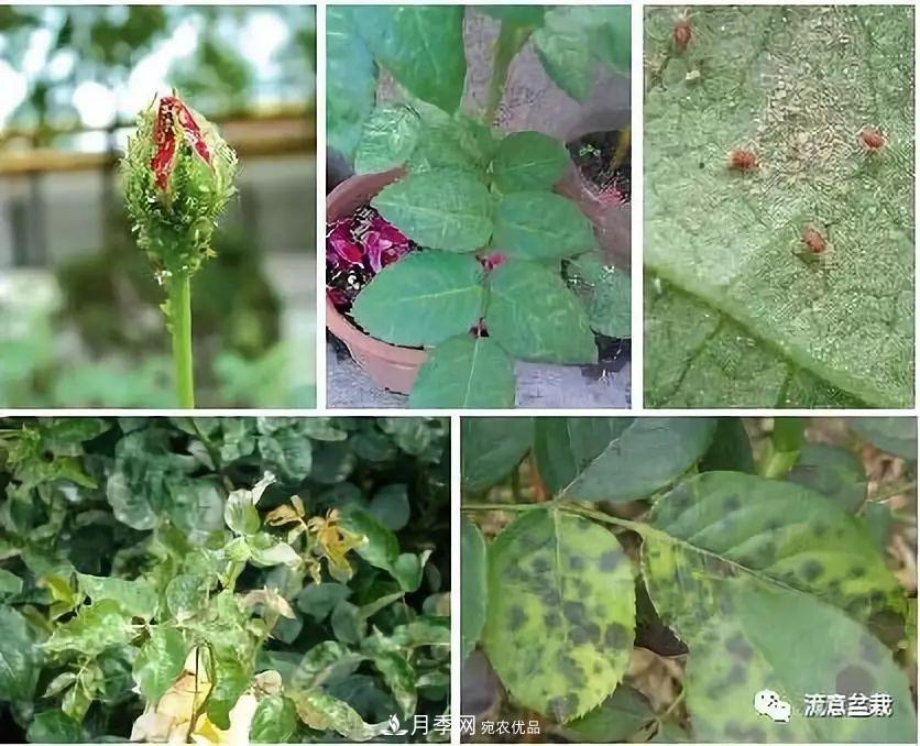 超实用的月季全年养护指南(图3)