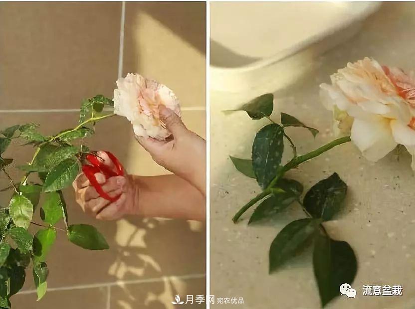 超实用的月季全年养护指南(图5)