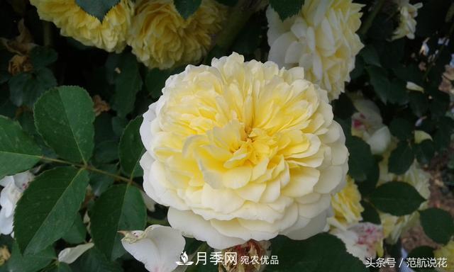 月季知识知多少？这可能是世上***全的月季百科知识！(图1)
