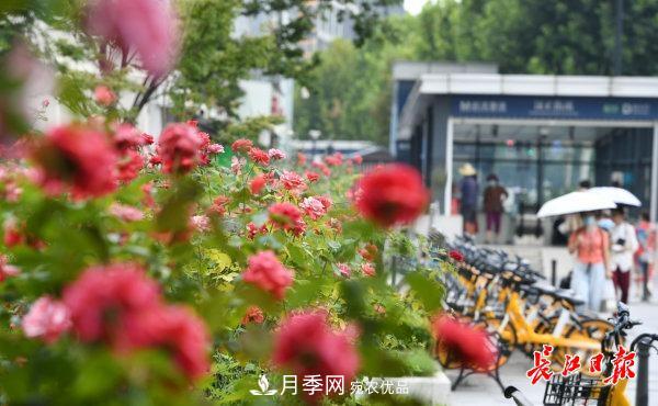 烈日下，武汉城区月季盛情开放(图集)(图2)