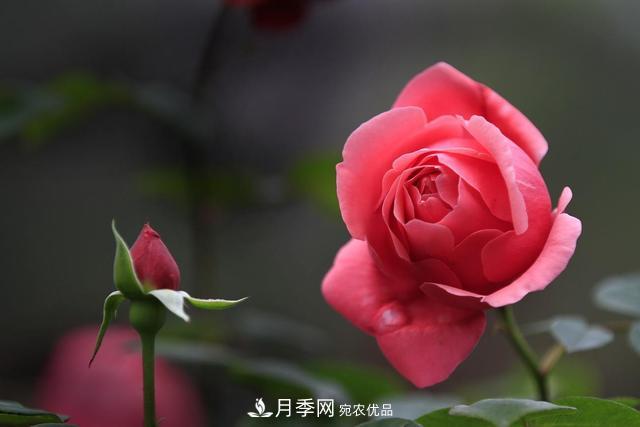 月季花如何施肥？经验之谈，正确使用有机肥和化学肥料(图1)