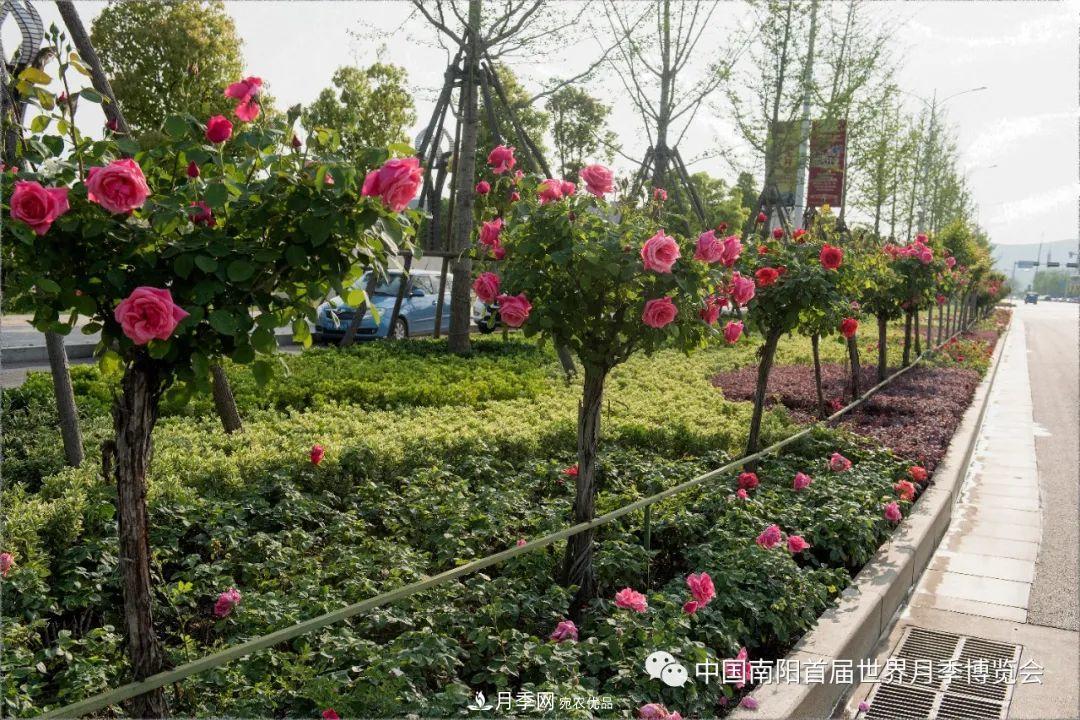 月季花开扮靓山城河南淅川(图3)