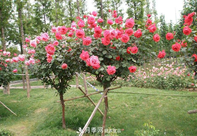 嫁接树状月季用什么砧木比较好？南阳月季树基地告诉你(图2)