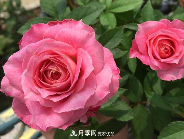 ***齐全的适合阳台养的月季品种系列，来看一看(图1)