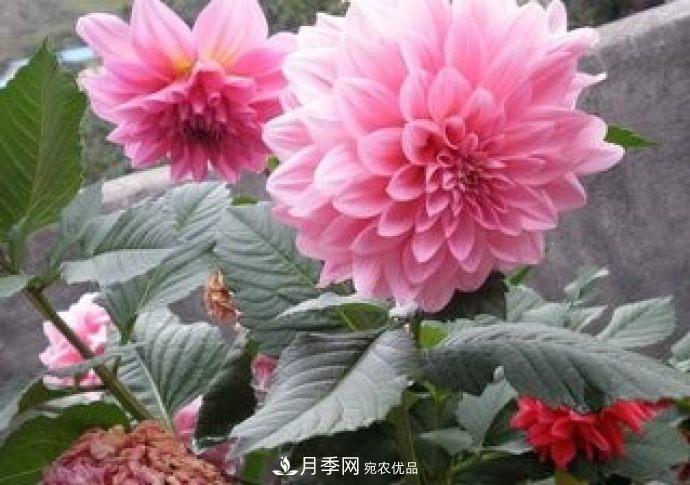 甘肃省种植月季花也能年入800万？生意经全在这(图1)