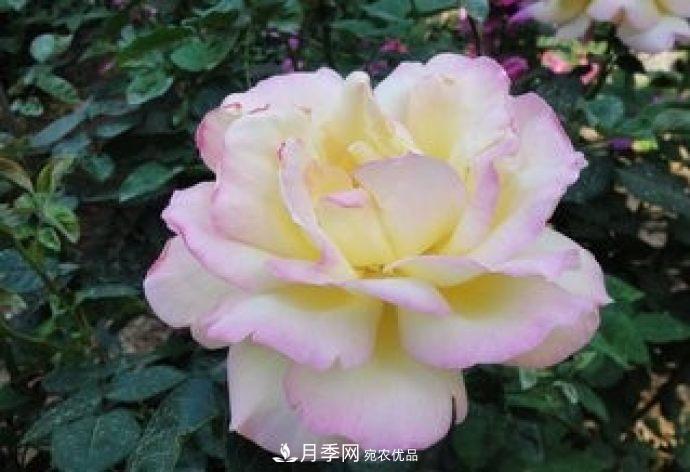 甘肃省种植月季花也能年入800万？生意经全在这(图3)