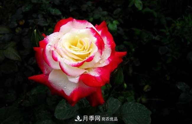 大花月季主要有哪些花色和品种？(图1)