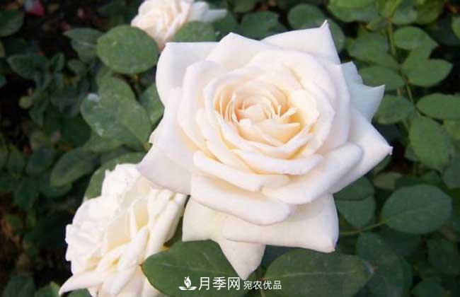 大花月季主要有哪些花色和品种？(图2)