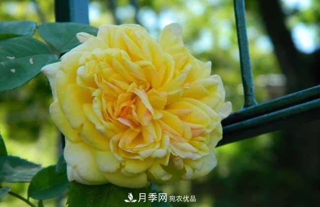 大花月季主要有哪些花色和品种？(图3)