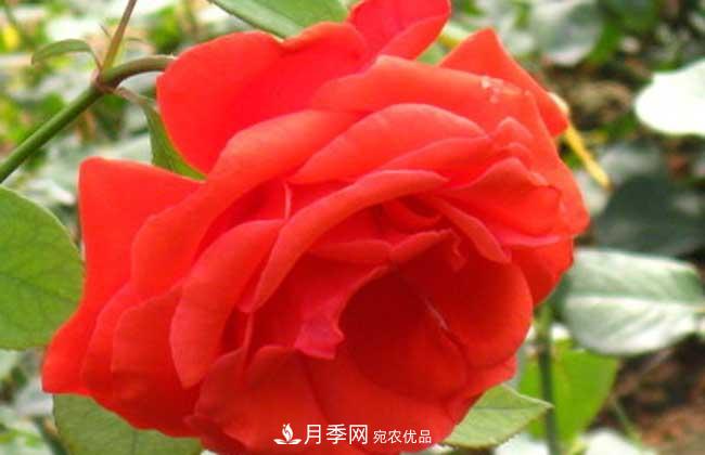 大花月季主要有哪些花色和品种？(图4)