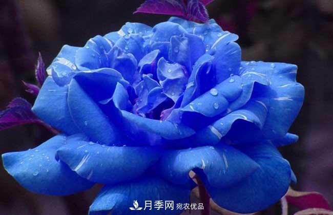 大花月季主要有哪些花色和品种？(图5)