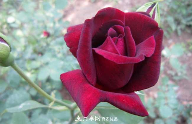 大花月季主要有哪些花色和品种？(图6)