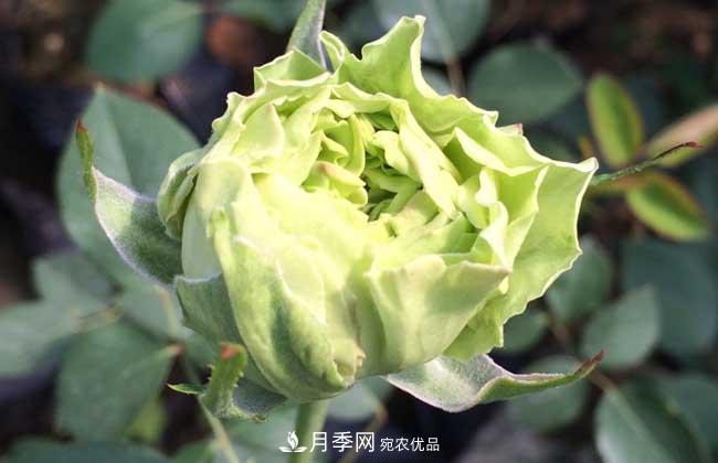 大花月季主要有哪些花色和品种？(图7)