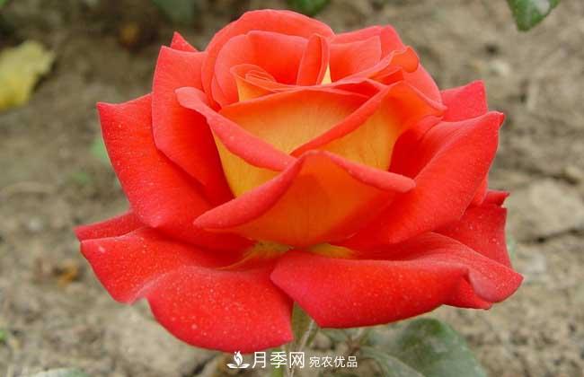 大花月季主要有哪些花色和品种？(图8)