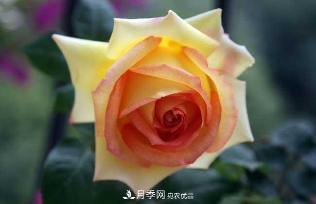 大花月季主要有哪些花色和品种？(图10)