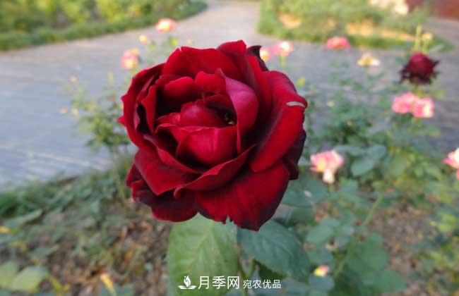 月季花扦插生根***快方法和养殖技巧(图2)