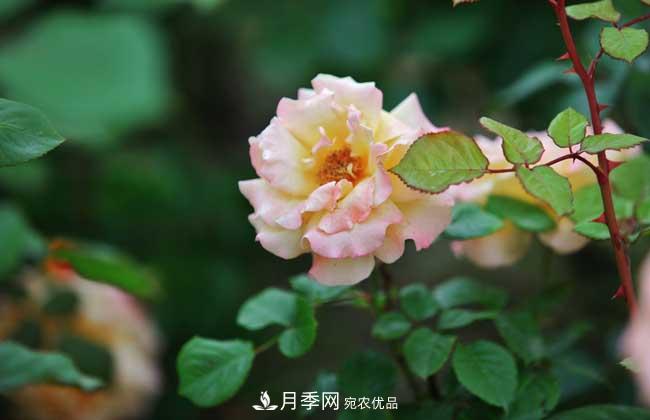月季花扦插生根***快方法和养殖技巧(图3)