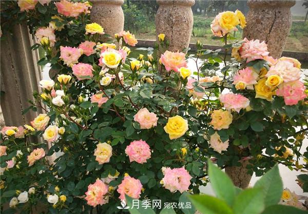 立秋以后，养月季记住3个“口诀”再迎绽放期(图3)